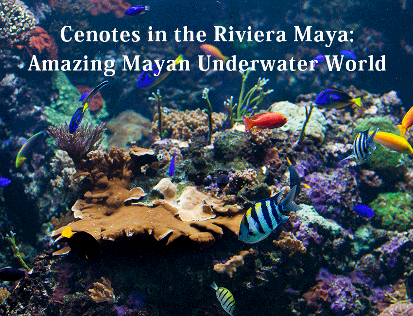 Scuba Diving Riviera Maya