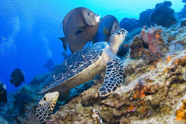 Scuba Diving Riviera Maya