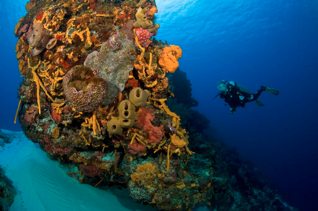 Scuba Diving Riviera Maya